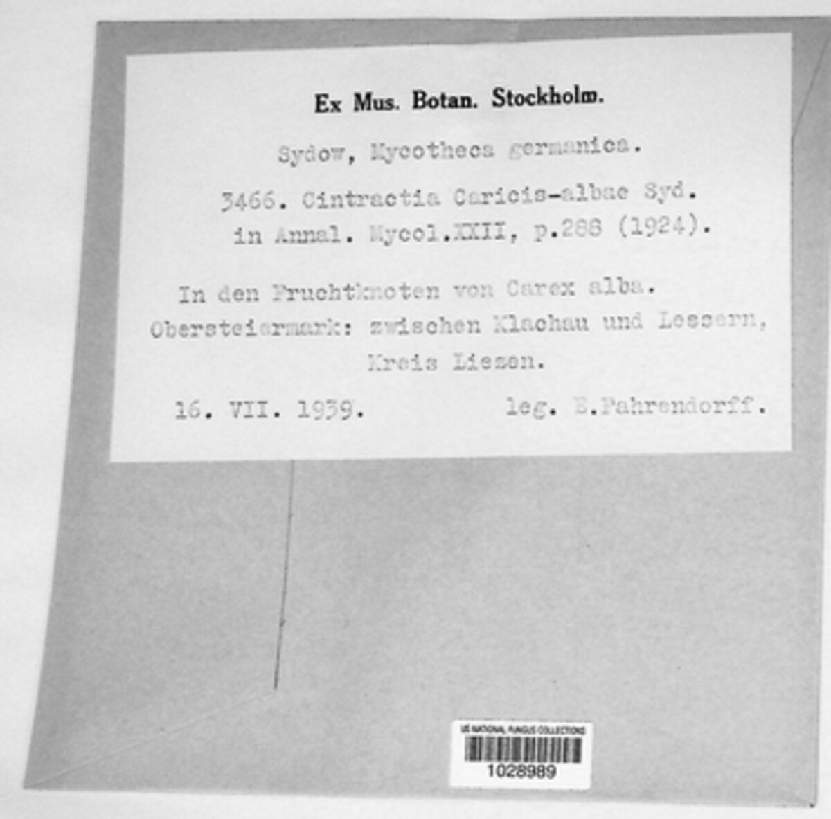 Cintractia caricis-albae image